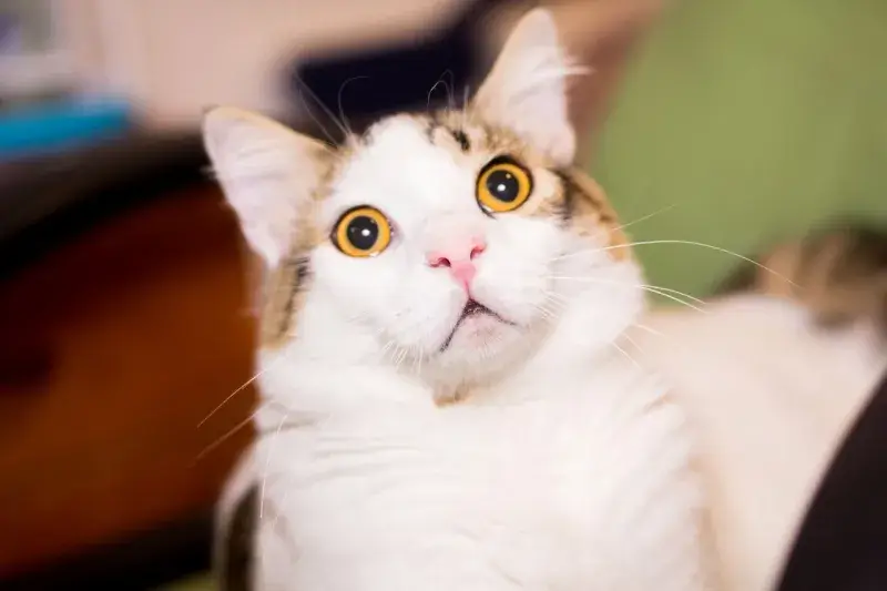 Tổng hợp 77 Meme Mèo Sốc bá đạo chia sẻ siêu hài hước