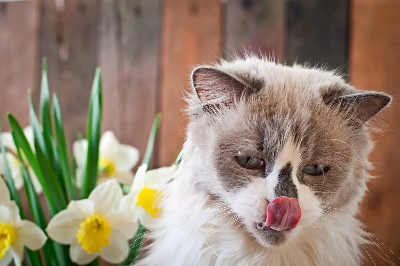 Bộ 60 Meme Mèo Tặng Hoa dễ thương, đáng yêu nhất hệ mặt trời