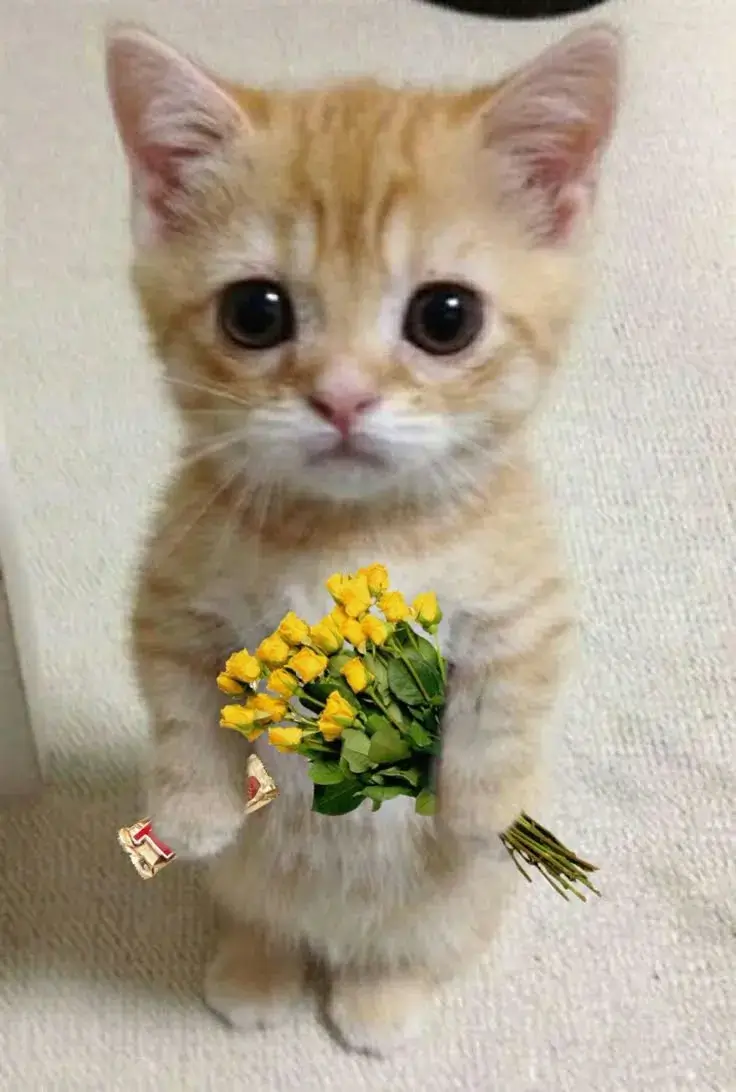 Mèo nhỏ tặng hoa Tulip, đôi mắt long lanh cực cuốn hút.