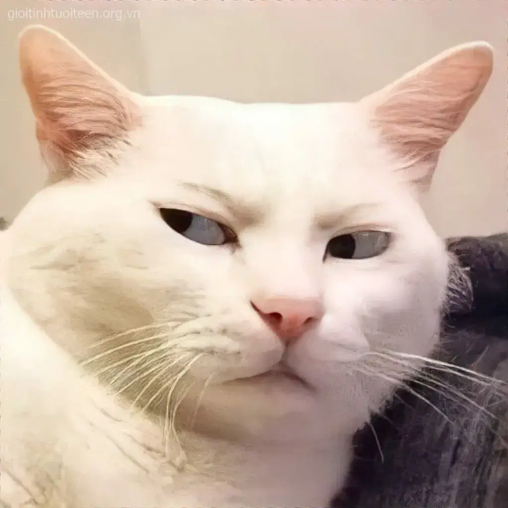 Meme mèo tức giận, gương mặt nhăn nhó cực dễ thương