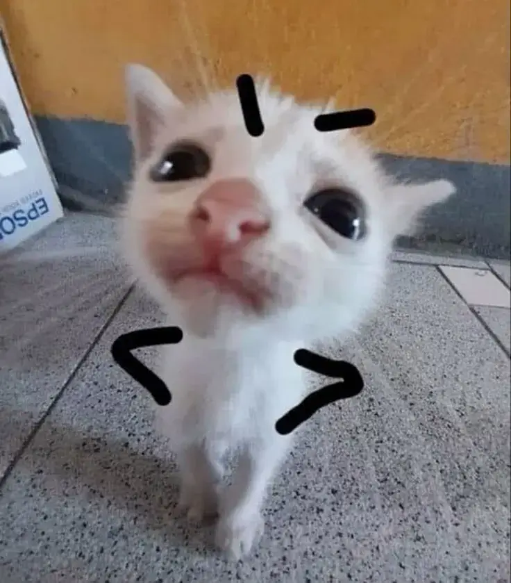 Meme mèo nhăn mặt, biểu cảm tức giận nhưng vẫn dễ thương