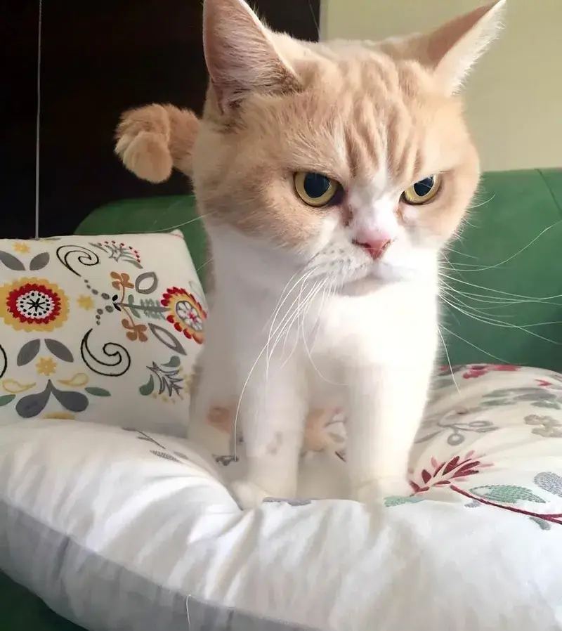 Hình mèo cáu kỉnh khuôn mặt gắt gỏng nổi bật