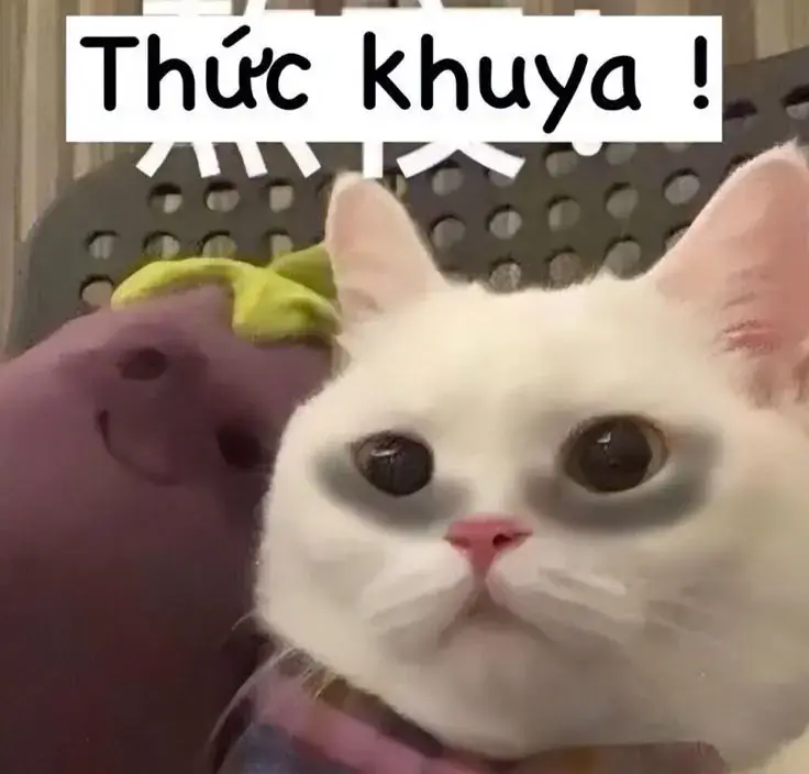 Vẻ mặt ủ rũ của mèo con thiếu ngủ kinh niên Vẻ mặt ủ rũ của mèo con thiếu ngủ kinh niên