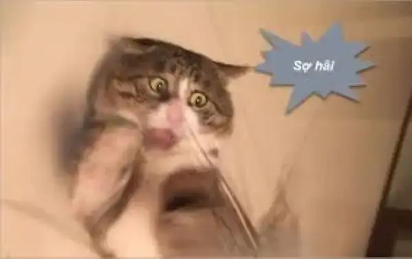 Meme gương mặt choáng váng khi nghe tin động trời.