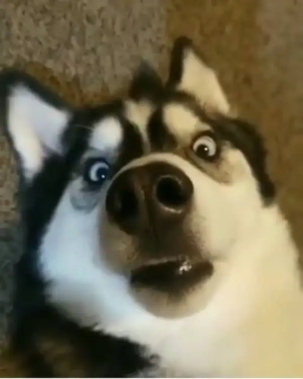 Cái nhìn sững sờ, đầy ngạc nhiên khó diễn tả.