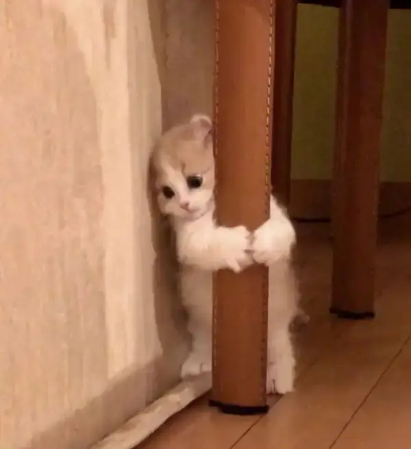 Khoảnh khắc sốc toàn tập khiến cả khuôn mặt hóa đá.