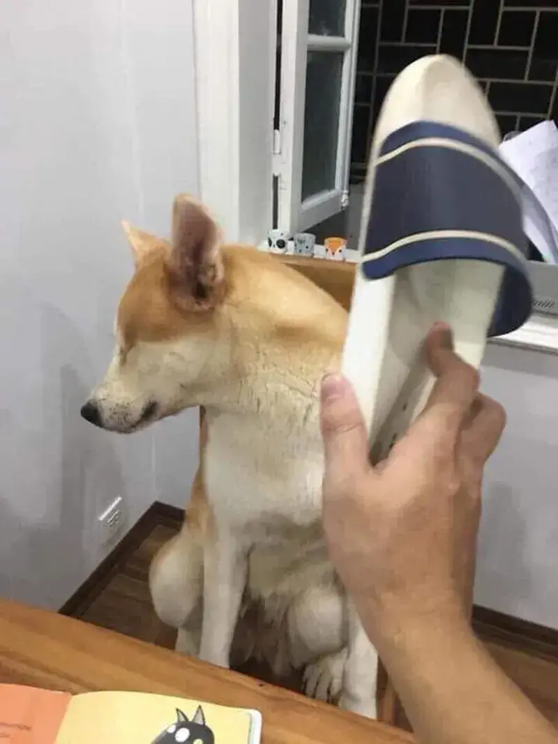 Chú chó bị chủ cầm dép tát vào mặt