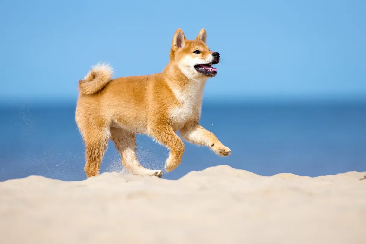 Tổng hợp meme chó Shiba Inu từ cơ bắp tới cầm súng siêu lầy lội