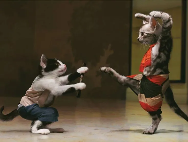 58 Khoảnh khắc Meme Mèo Đánh Nhau hài hước nhất khiến cộng đồng mạng phát sốt
