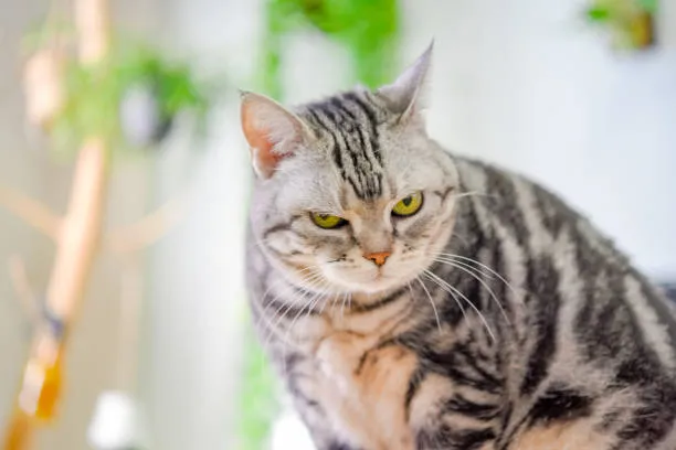 35 Meme Mèo Liếc Mắt, mèo lườm biểu cảm khó chịu, khinh thường, nghi ngờ