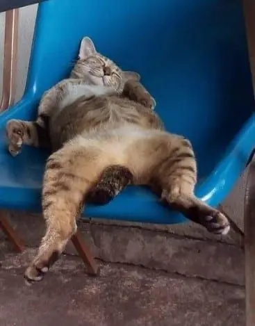 Vẻ mặt mèo lim dim, ngáp liên tục trông cực cute.