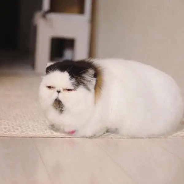 Mèo buồn ngủ díp mắt, miệng ngáp liên hồi cực kỳ hài.