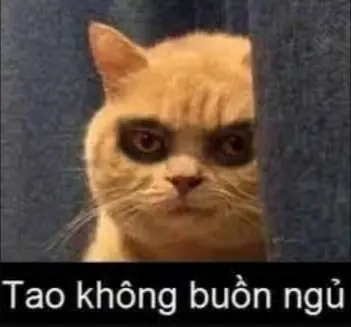 Mèo lim dim buồn ngủ, đôi tai cụp xuống đầy uể oải.