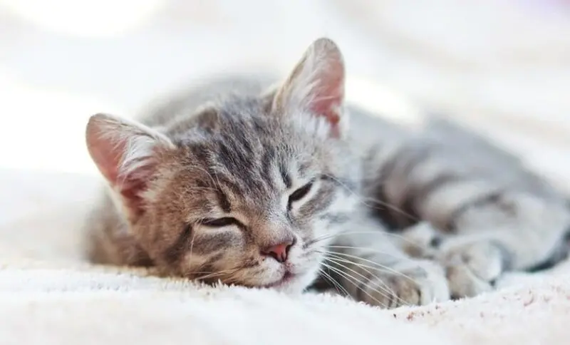 Vẻ mặt mèo rũ rượi, đôi mắt trĩu nặng cực dễ thương.